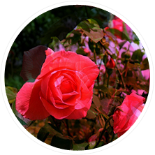 Growing quality healthy rose plants for decades